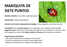Vista previa - Hojas de trabajo - Cuaderno de invertebrados en el huerto - página 1
