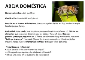 Vista previa - Hojas de trabajo - Cuaderno de invertebrados en el huerto - página 3