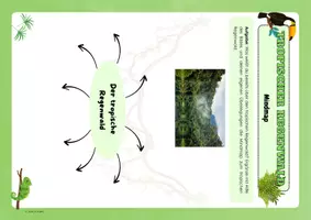 Vorschau - Arbeitsblätter - Tropischer Regenwald - Seite 2