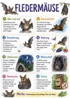 Vorschau - Arbeitsblätter - Lernposter + Arbeitsblätter zum Thema "Fledermaus" + Lösung & MP3 + Mindmap + Infografik - Deckblatt