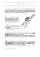 Vorschau - Arbeitsblätter - Genetics: Protein Synthesis – Bilingual Biology Worksheet with Solutions | Class 9/10 - Seite 1