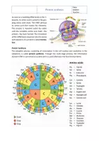 Vorschau - Arbeitsblätter - Genetics: Protein Synthesis – Bilingual Biology Worksheet with Solutions | Vocational Education - Seite 2