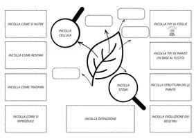 anteprima - Materiale di supporto/inclusione - Lapbook di scienze per la classe IV - Pagina 2