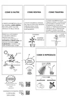 anteprima - Materiale di supporto/inclusione - Le piante - I vegetali Lapbook di scienze - Pagina 3
