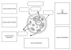 anteprima - Materiale di supporto/inclusione - Gli animali: lapbook di scienze - Pagina 1