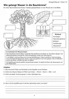 Vorschau - Arbeitsblätter - Klimawandel Wald - Seite 3