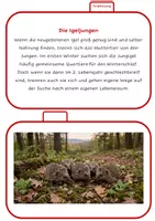 Vorschau - Arbeitsblätter - Lernkartei - Der Igel - Seite 3