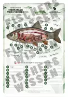 Vorschau - Unterrichtsreihen - Innere & äußere Merkmale von Fischen – Anatomie verstehen - Deckblatt