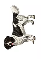 Vorschau - Poster - Hund Körperbau | Tafelmaterial - Seite 1