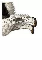 Vorschau - Poster - Hund Körperbau | Tafelmaterial - Seite 3