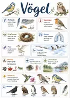 Vorschau - Arbeitsblätter - Lernposter + Arbeitsblätter zum Thema "Vögel" + Lösung & MP3 + Mindmap + Infografik - Deckblatt