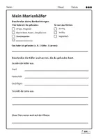 Vorschau - Arbeitsblätter - Mein Marienkäfer – Beobachtungsbogen - Seite 3