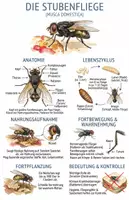 Vorschau - Arbeitsblätter - Lernplakat + Arbeitsblätter zum Thema "Fliege" + Lösung & MP3 + Mindmap + Infografik - Deckblatt