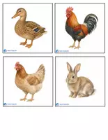 Προεπισκόπηση - Flashcards - Ζωα Της Φαρμας / farm animals - Σελίδα 1
