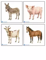 Προεπισκόπηση - Flashcards - Ζωα Της Φαρμας / farm animals - Σελίδα 2