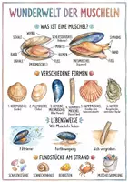 Vorschau - Arbeitsblätter - Lernposter + Arbeitsblätter zum Thema "Muscheln" + Lösung & MP3 + Mindmap + Infografik - Deckblatt