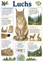 Vorschau - Arbeitsblätter - Lernposter + Arbeitsblatt "Luchs" + Onlineübung & MP3 + Mindmap + Infografik - Deckblatt