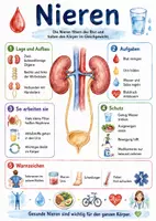 Vorschau - Arbeitsblätter - Lernposter + Arbeitsblatt "Niere" + Onlineübung & MP3 + Mindmap + Infografik - Deckblatt