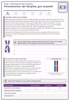 Vorschau - Stundenentwürfe - Molekulargenetik: Mitose und Meiose (Biologie Oberstufe) - Seite 2