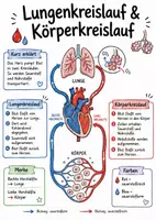 Vorschau - Arbeitsblätter - Lernposter + Arbeitsblätter zum Thema "Lungenkreislauf & Körperkreislauf" + Lösung & MP3 + Mindmap + Infografik - Deckblatt