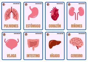 Vista previa - Juegos / Gamificación - Juego de memoria: los órganos del cuerpo humano - Portada
