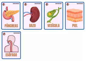 Vista previa - Juegos / Gamificación - Juego de memoria: los órganos del cuerpo humano - página 2