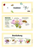 Vorschau - Arbeitsblätter - Die Biene: Lesetext und Leseverstehenaufgaben - Seite 3