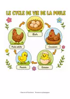 Aperçu - Feuilles d'exercices - Le cycle de vie de la poule (maternelle, cycle 2, inclusion) - Page 1