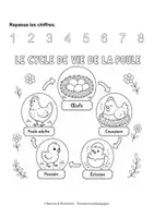 Aperçu - Feuilles d'exercices - Le cycle de vie de la poule (maternelle, cycle 2, inclusion) - Page 3