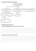 anteprima - Esercizi - Verifica sul sistema nervoso - quinta primaria - Pagina 1