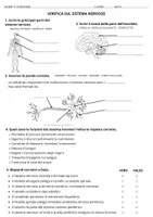 anteprima - Esercizi - Verifica sul sistema nervoso - quinta primaria - Pagina 2