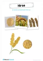 Vorschau - Arbeitsblätter - MaterialPaket: Getreide Hirse - Seite 2