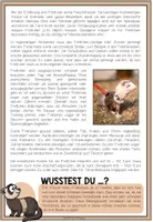 Vorschau - Merkblätter - DAS FRETTCHEN - Haustiercheck - Seite 2