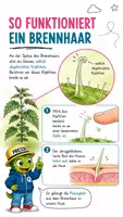 Vorschau - Bildkarten - Warum brennen Brennnesseln? - QUAPPIZ Kindernews - Seite 2