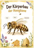 Vorschau - Arbeitsblätter - Körperbau der Honigbiene - Deckblatt