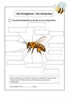 Vorschau - Arbeitsblätter - Körperbau der Honigbiene - Seite 1