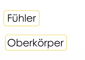 Vorschau - Arbeitsblätter - Körperbau der Honigbiene - Seite 3