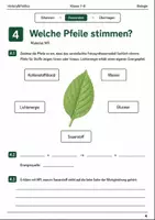 Vorschau - Arbeitsblätter - Fotosynthese Basisscreening Klasse 7–8 - Seite 3