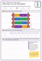 Vorschau - Stundenentwürfe - Molekulargenetik komplett: DNA, Replikation, Proteinbiosynthese, Mutationen (Biologie Oberstufe) - Seite 3