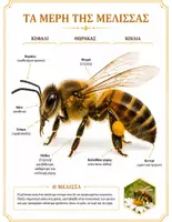 Προεπισκόπηση - Flashcards - Μέλισσα: Εποπτικό υλικό και εικόνες. - Σελίδα 2