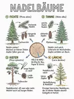 Vorschau - Arbeitsblätter - Lernplakat + Arbeitsblätter zum Thema "Nadelbaum" + Lösung & MP3 + Mindmap + Infografik - Deckblatt