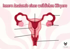 Vorschau - Stationenlernen - Schemata Vagina & Co - Schaubilder - Sexualkunde - Deckblatt