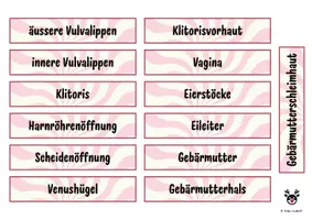 Vorschau - Stationenlernen - Schemata Vagina & Co - Schaubilder - Sexualkunde - Seite 2