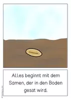 Vorschau - Poster - Tafelmaterial - Entwicklung der Getreidepflanze - Seite 1