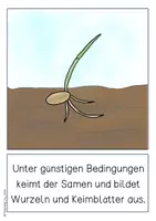 Vorschau - Poster - Tafelmaterial - Entwicklung der Getreidepflanze - Seite 2