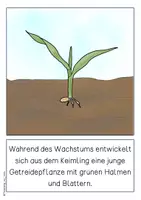Vorschau - Poster - Tafelmaterial - Entwicklung der Getreidepflanze - Seite 3