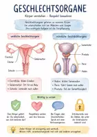 Vorschau - Arbeitsblätter - Lernposter + Arbeitsblatt zum Thema "Geschlechtsorgane" + Onlineübung & MP3 + Mindmap + Infografik - Deckblatt