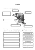 Vorschau - Arbeitsblätter - Biber Zuordnungskarten und Arbeitsblatt - Seite 3