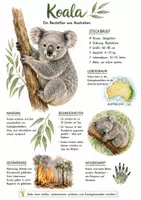 Vorschau - Arbeitsblätter - Lernposter + Arbeitsblätter zum Thema "Koala" + Lösung & MP3 + Mindmap + Infografik - Deckblatt