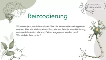 Vorschau - Stundenentwürfe - Reizcodierung, Transduktion & Transformation - Seite 1